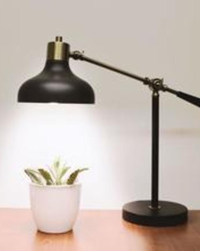 A lamp and a plant